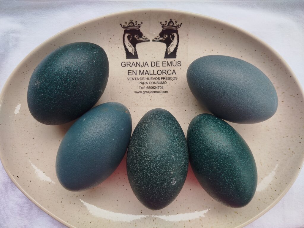 Plato oval con 5 huevos de emú