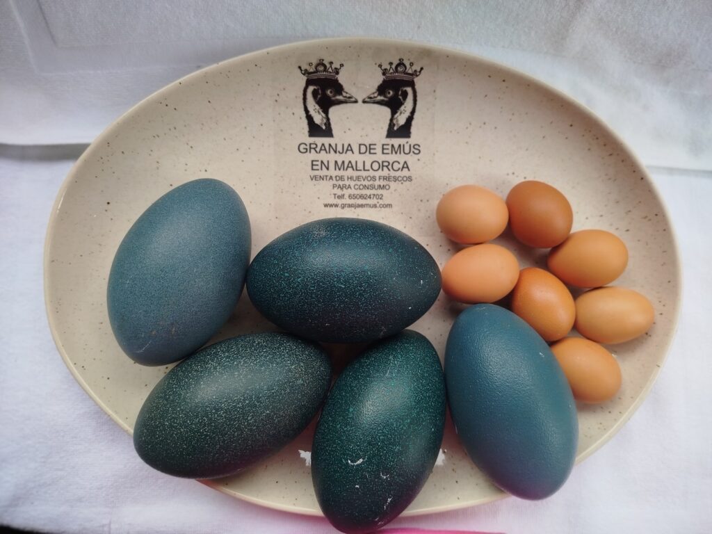 Plato con 5 huevos grandes y 5 huevos pequeño de emú